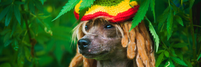 C’est prouvé : le reggae adoucit les chiens