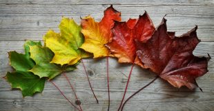 Sondage : Quelle est votre bonne résolution écolo pour la rentrée ? Sondage : Quelle est votre bonne résolution écolo pour la rentrée ?