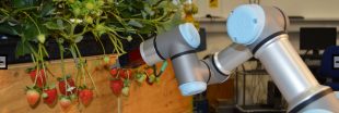 Des robots pour remplacer les saisonniers dans les champs après le Brexit ! Des robots pour remplacer les saisonniers dans les champs après le Brexit !
