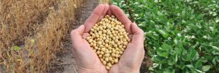 Le soja américain, un danger pour les agriculteurs et les consommateurs européens ?