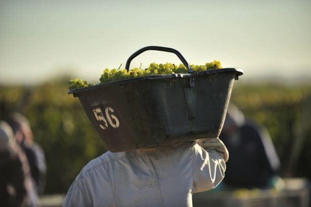 vendanges