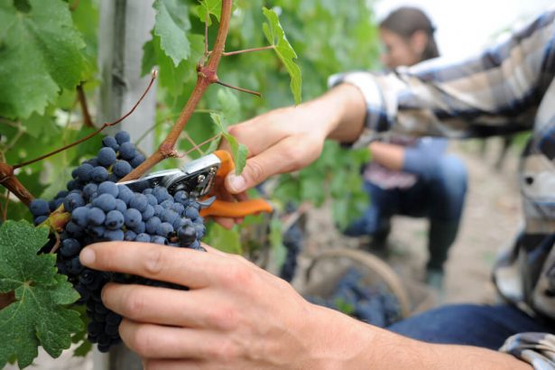 vendanges