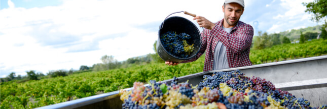 Pénurie de main-d’oeuvre pour les vendanges