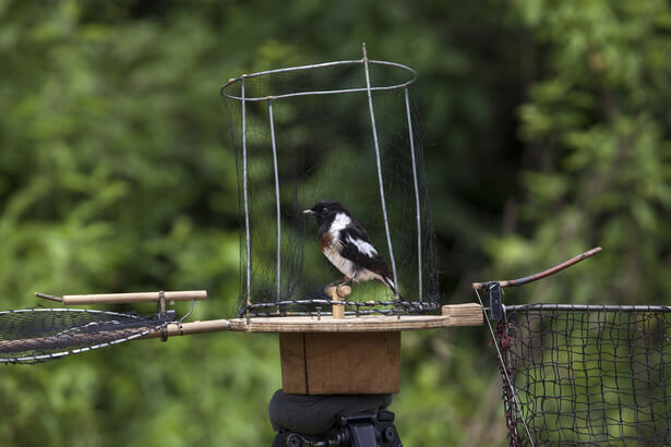 piégeage oiseau