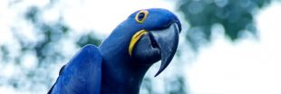 8 espèces d'oiseaux sont confirmées disparues en seulement une décennie