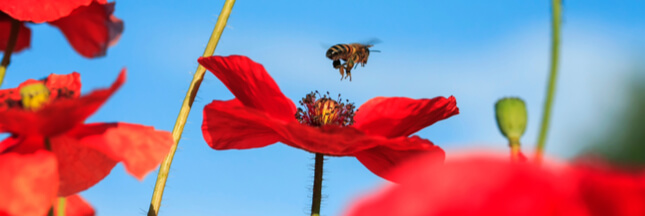 Le coquelicot, star rebelle de la biodiversité