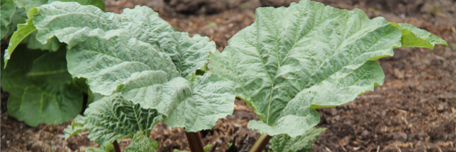 Que faire avec les feuilles de rhubarbe à la maison