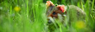 Ces animaux de nos campagnes que nos enfants risquent de ne jamais connaître ! - Diaporama