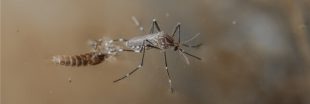 On a trouvé des microplastiques jusque dans le corps des moustiques !
