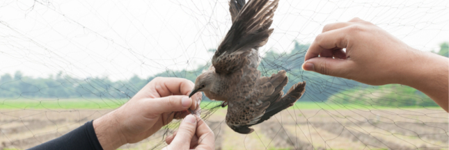 Le piégeage cruel de milliers d’oiseaux reste autorisé