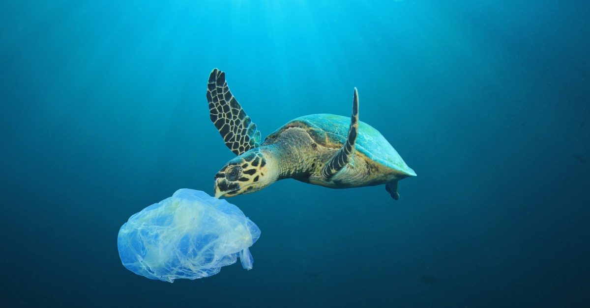 Plastiques, pétrole : les océans agonisent sous les déchets