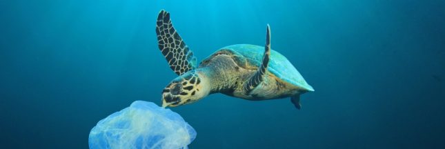 Plastiques, pétrole : les océans agonisent sous les déchets Plastiques, pétrole : les océans agonisent sous les déchets