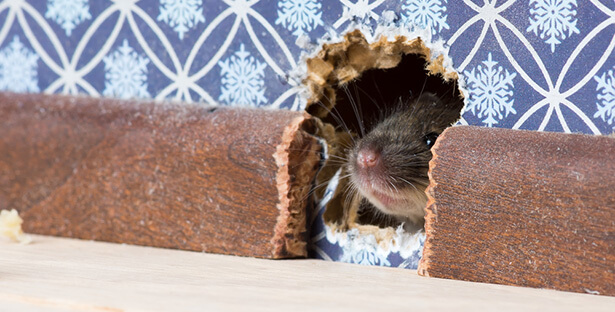 Quels produits sont efficaces contre les rats ?