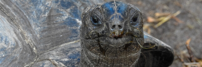 Même protégées, les tortues sont constamment menacées