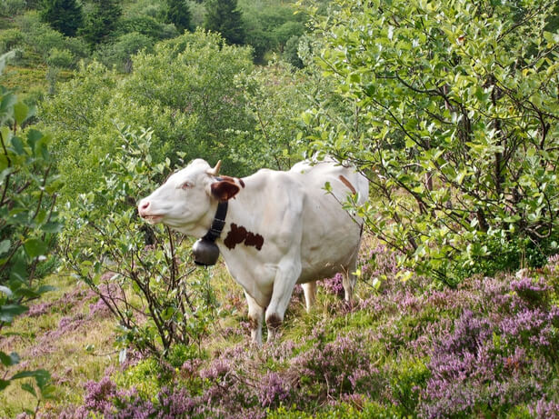 ferme laitière flottante