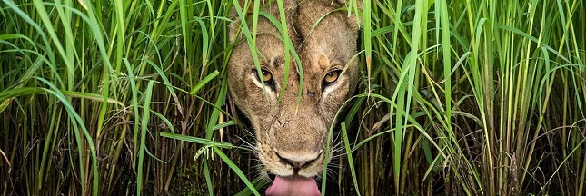 10 photos époustouflantes du concours ‘Wildlife Photographer of the Year’