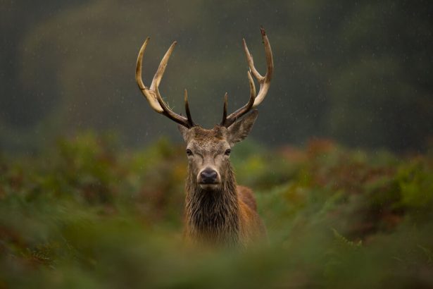 animaux d'automne