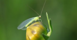 Lutte biologique et auxiliaires du potager : aidez les chrysopes à se préparer à l'hiver