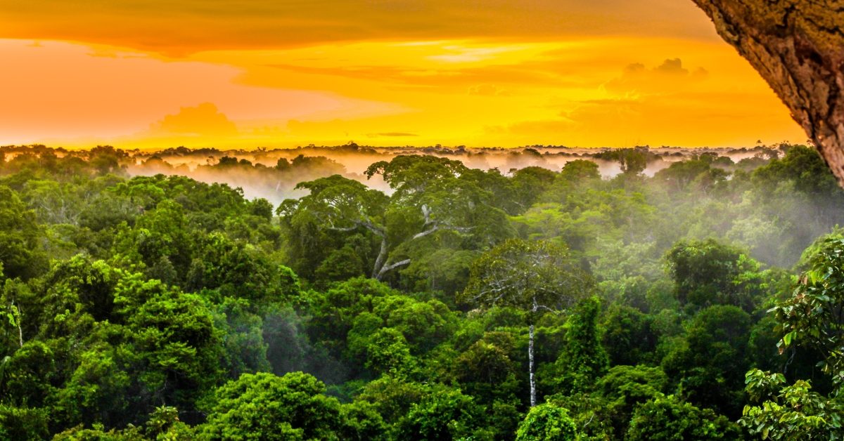 La déforestation dans le monde en 10 données clés