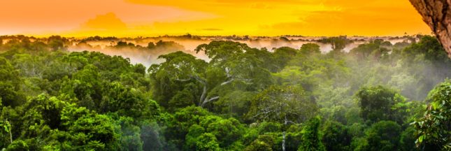 deforestation dans le monde