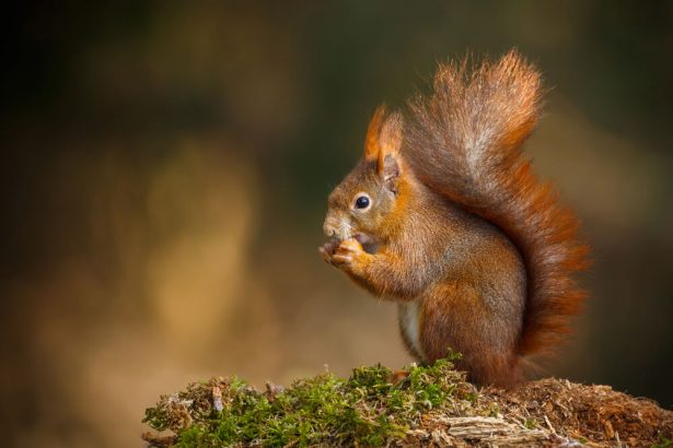 animaux d'automne