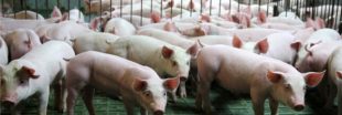 La vie sordide des truies dans les élevages industriels dénoncée