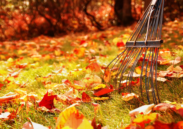 souffleur de feuilles mortes