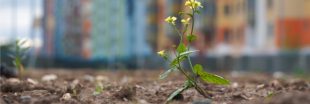 Les friches urbaines sont aussi porteuses de biodiversité Les friches urbaines sont aussi porteuses de biodiversité