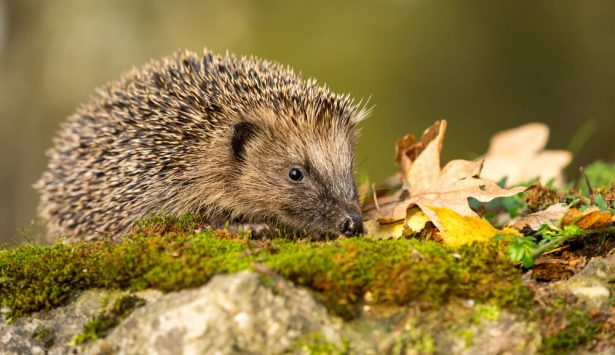 animaux d'automne