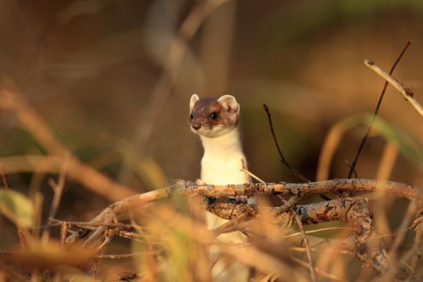 animaux d'automne