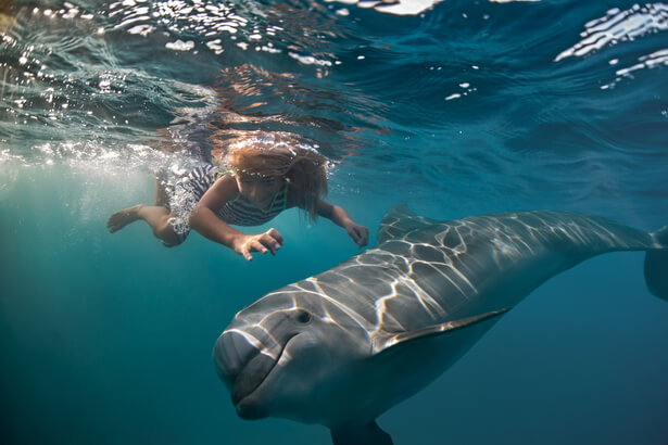 nager avec des dauphins