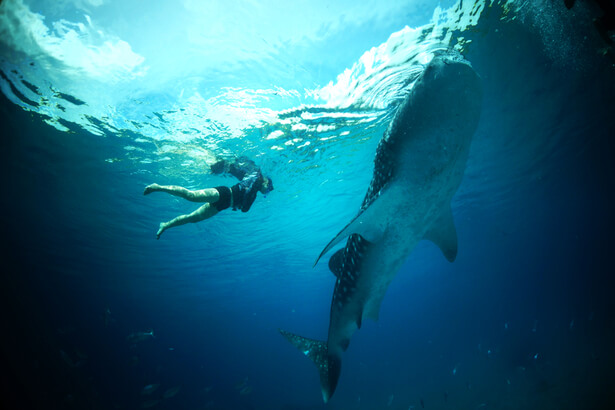 nager avec des dauphins ou autres cétacés