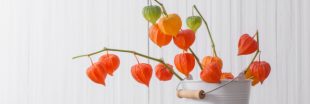 Physalis : des scientifiques veulent faire de ce fruit les 'nouvelles fraises' !