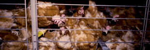 Une nouvelle vidéo accablante pour le 1er producteur d'oeufs français