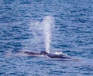 Enfin une victoire : la pêche du rorqual boréal au Japon déclarée illégale