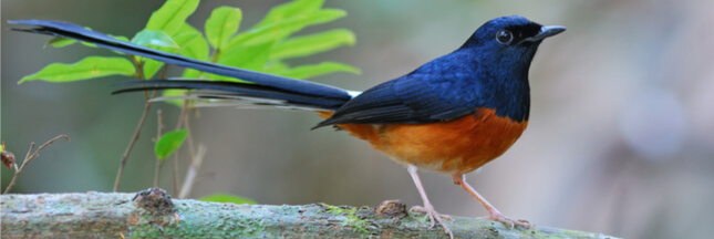 Silent Forest : les zoos d’Europe continuent à venir en aide aux oiseaux chanteurs