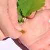 Verrues : nos secrets pour leur faire la peau naturellement Verrues : nos secrets pour leur faire la peau naturellement