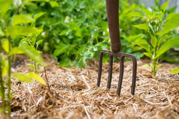 paillage potager