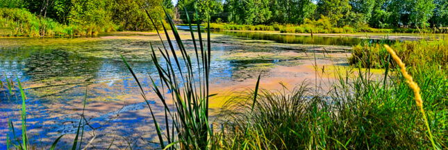 Comprendre la biodiversité - Vie et mort d'une mare naturelle Comprendre la biodiversité - Vie et mort d'une mare naturelle
