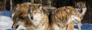 Le prodigieux impact de la réintroduction du loup à Yellowstone