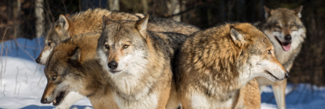 loup yellowstone