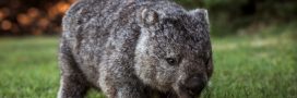 Les wombats ont inventé… la crotte en cube !
