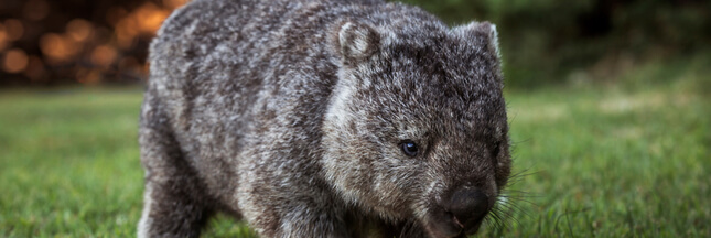 Les wombats ont inventé… la crotte en cube !