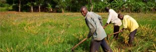 Les agricultures familiales, une solution pour lutter contre la faim ? Les agricultures familiales, une solution pour lutter contre la faim ?