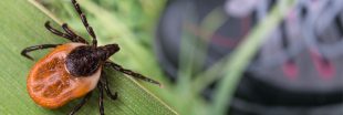 Contre la maladie de Lyme, participez vous-aussi à la Tiquothèque CiTIQUE !