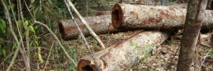 Le Brésil renonce à organiser la COP25, la déforestation se poursuit