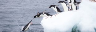 Les manchots Adélie déjà victimes d'une double hécatombe par le passé Les manchots Adélie déjà victimes d'une double hécatombe par le passé