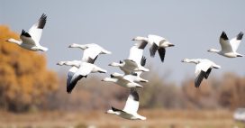 5 faits étonnants sur la migration animale