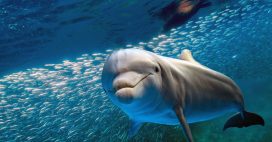 Nager avec des dauphins ou des cétacés : c’est pas de l’écotourisme, loin de là !