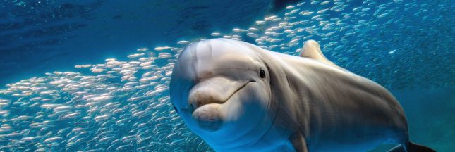 nager avec des dauphins